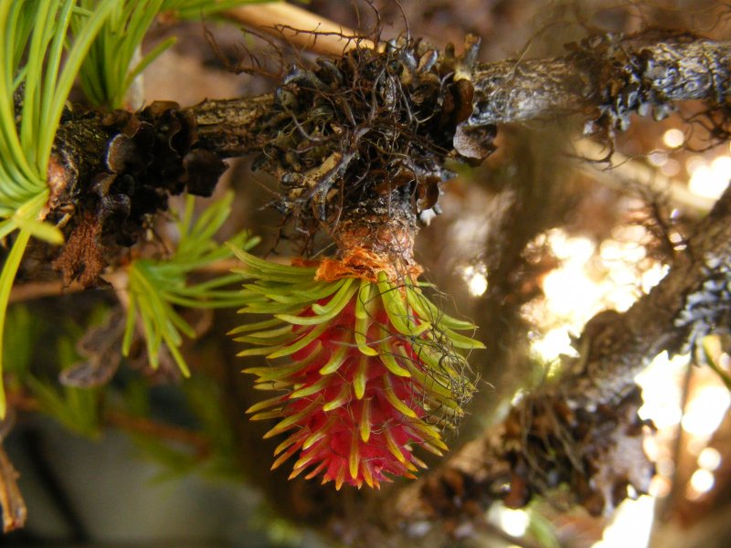 Лиственница Сибирская Larix sibirica