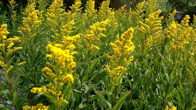 Золотарник канадский (Solidago canadensis)