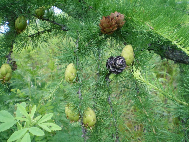Хвоя лиственницы сукачёва