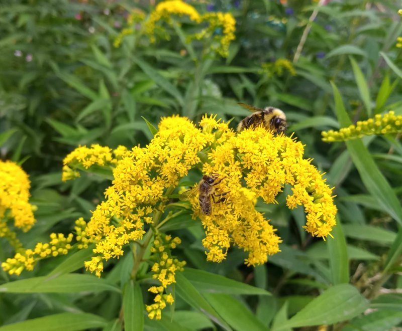 Золотарник канадский (Solidago canadensis)