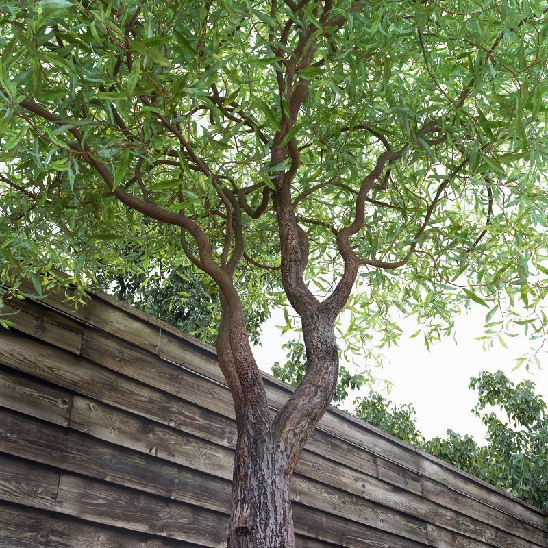 Ива Извилистая Матсудана (Salix matsudana)