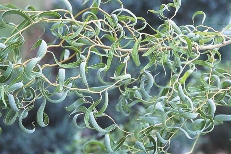 Ива Матсудана Erythroflexuosa