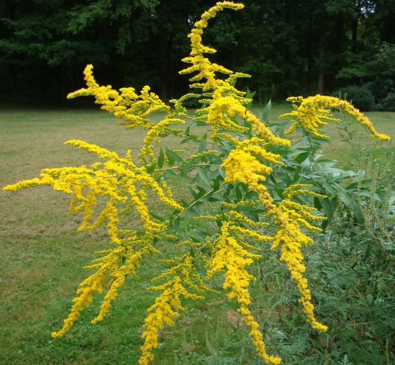 Solidago / солидаго, золотарник ’Strahlenkrone’