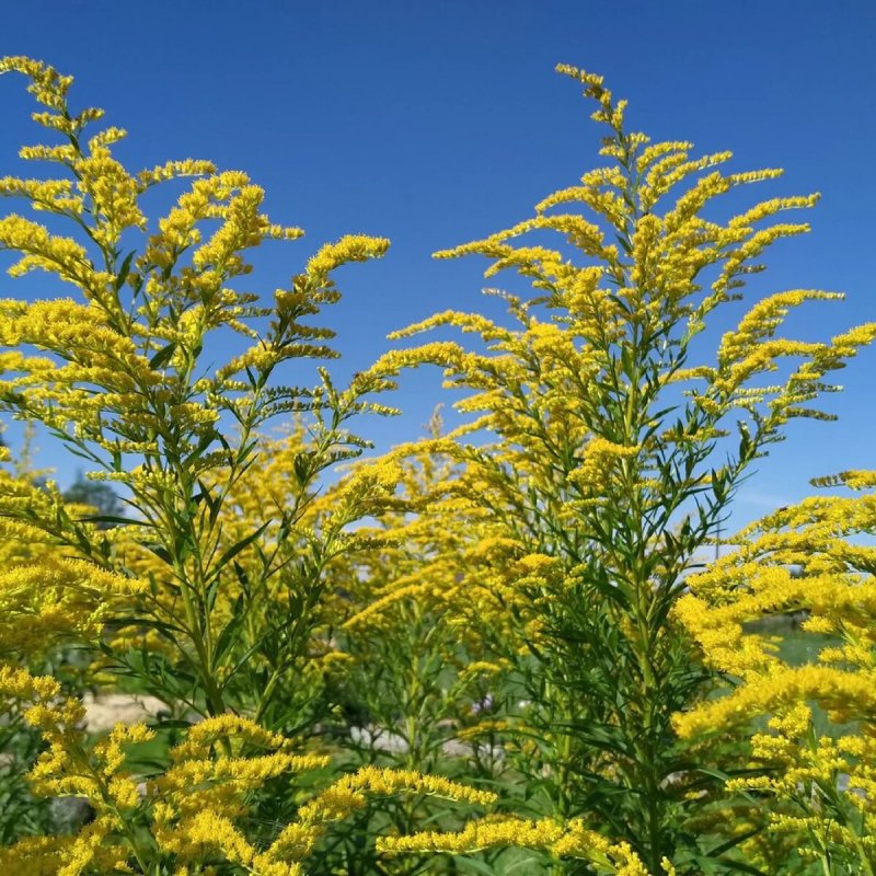 Золотарник канадский (Solidago canadensis l.)