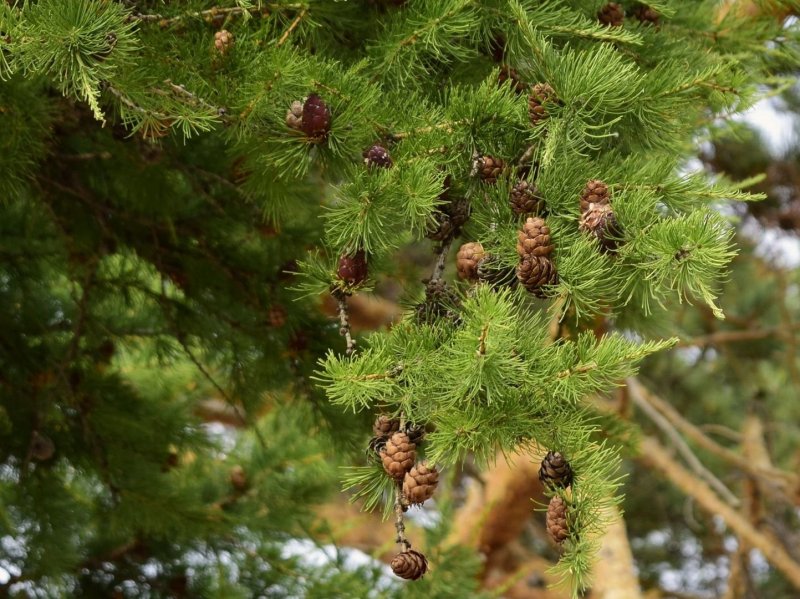Лиственница Сибирская - Larix sibirica Ledeb.