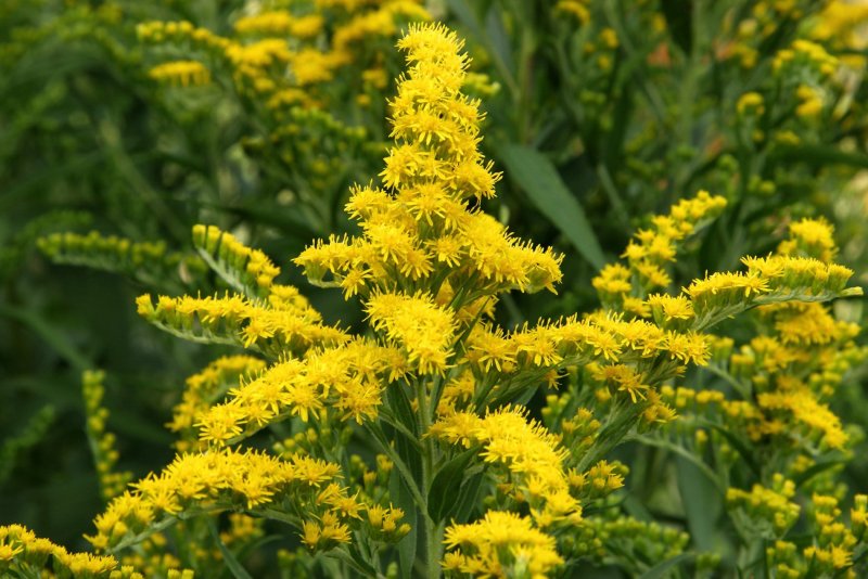 Золотарник канадский (Solidago canadensis)