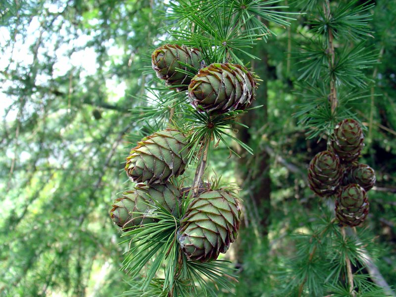 Лиственница Сибирская Larix sibirica