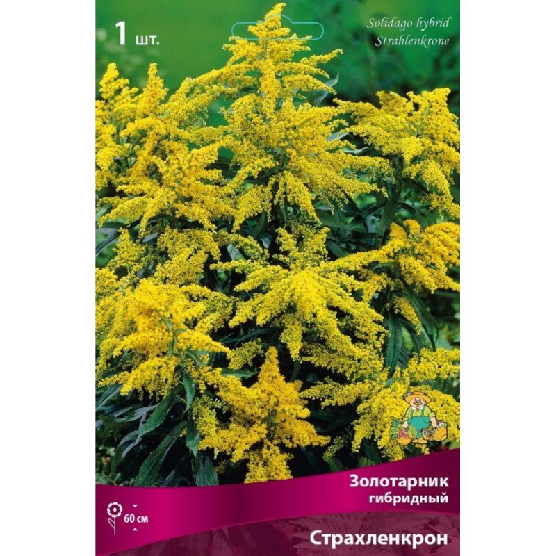 Солидаго (золотарник) praecox