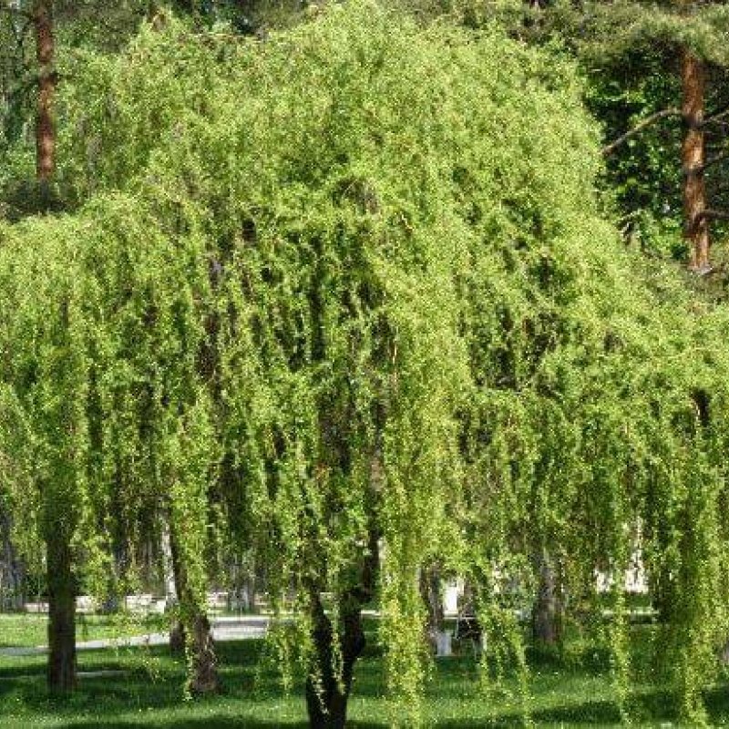 Ива Извилистая Тортуоза