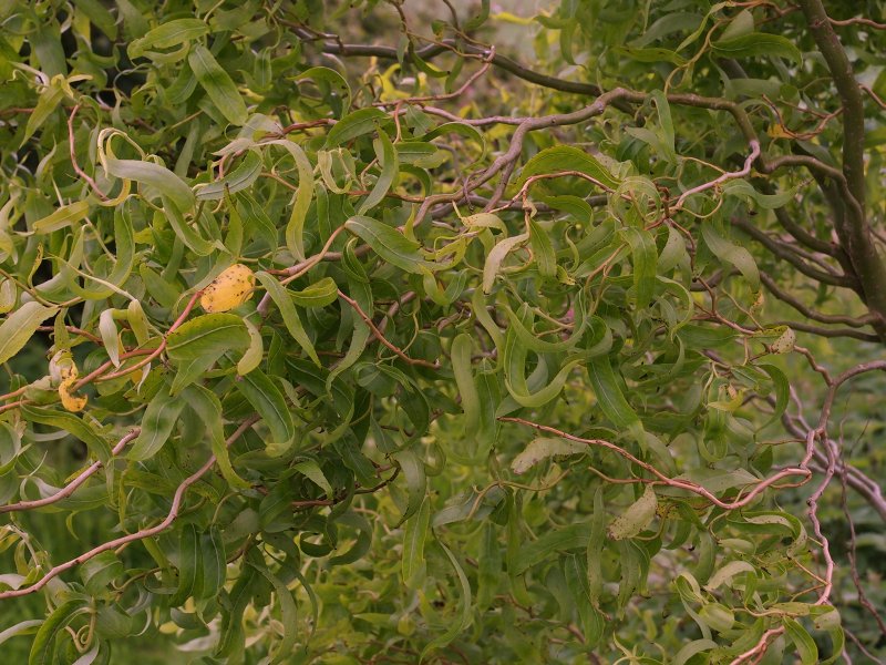 Ива Вавилонская (Salix babylonica)