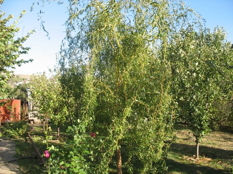 Salix Erythroflexuosa Ива