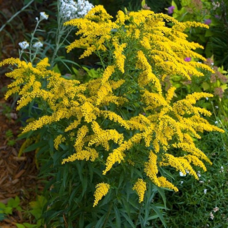 Золотарник канадский (Solidago canadensis)