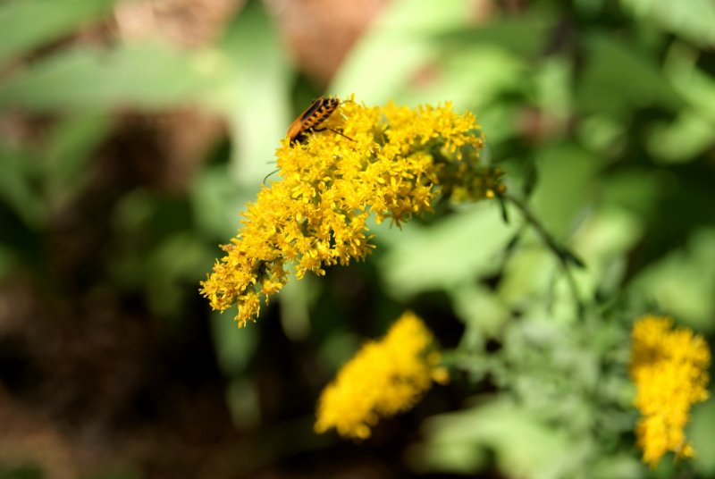 Золотарник (Solidago) Goldkind