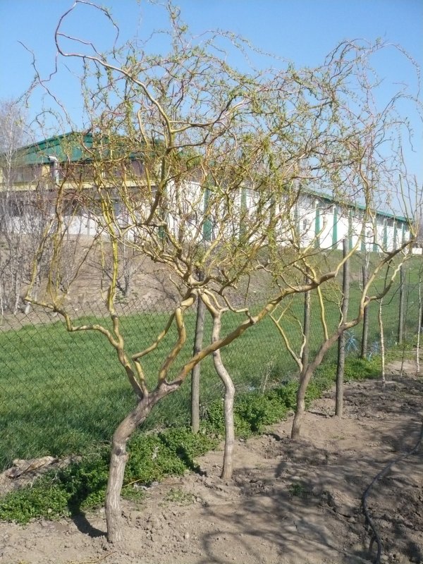 Ива Матсудана Эритрофлексуоза