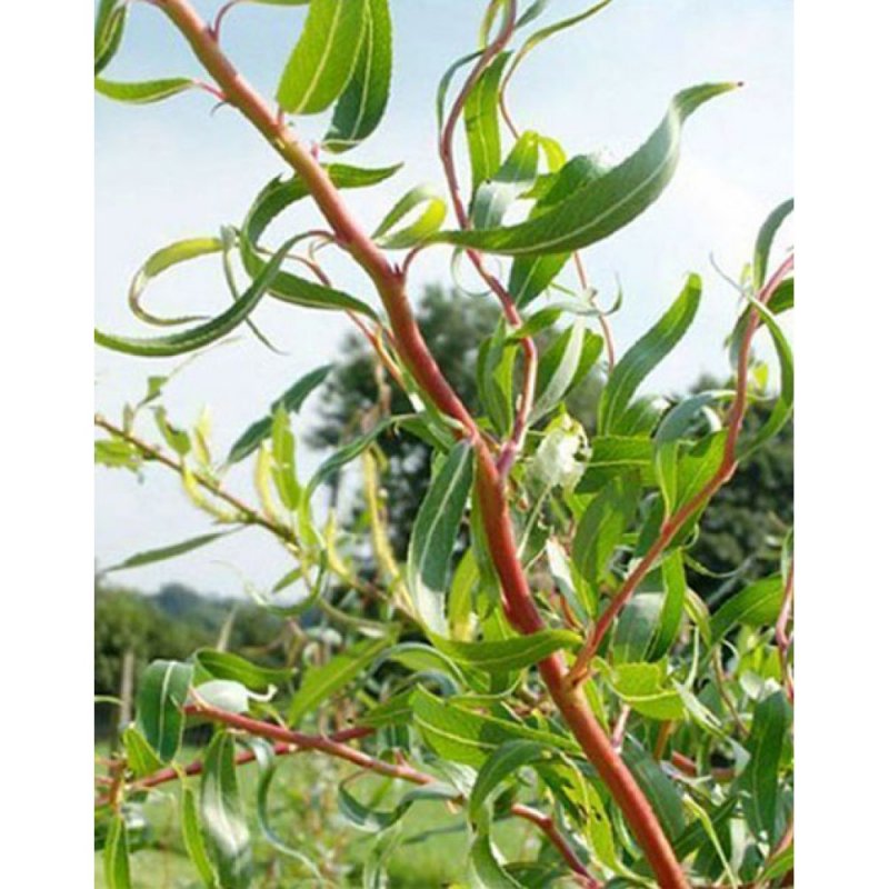 Ива Матсудана Salix matsudana tortuosa