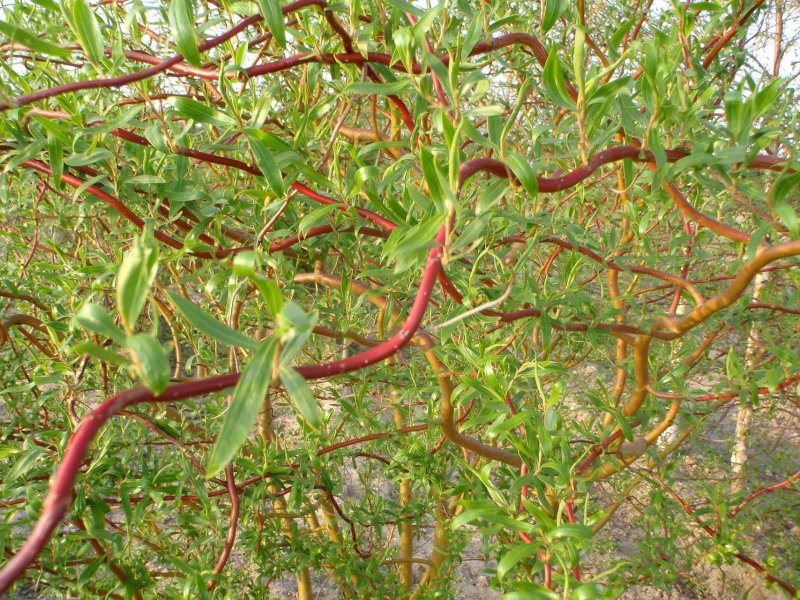 Ива Вавилонская (Salix babylonica)