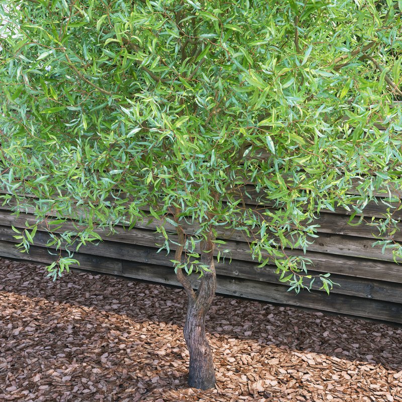 Ива Матсудана Salix matsudana