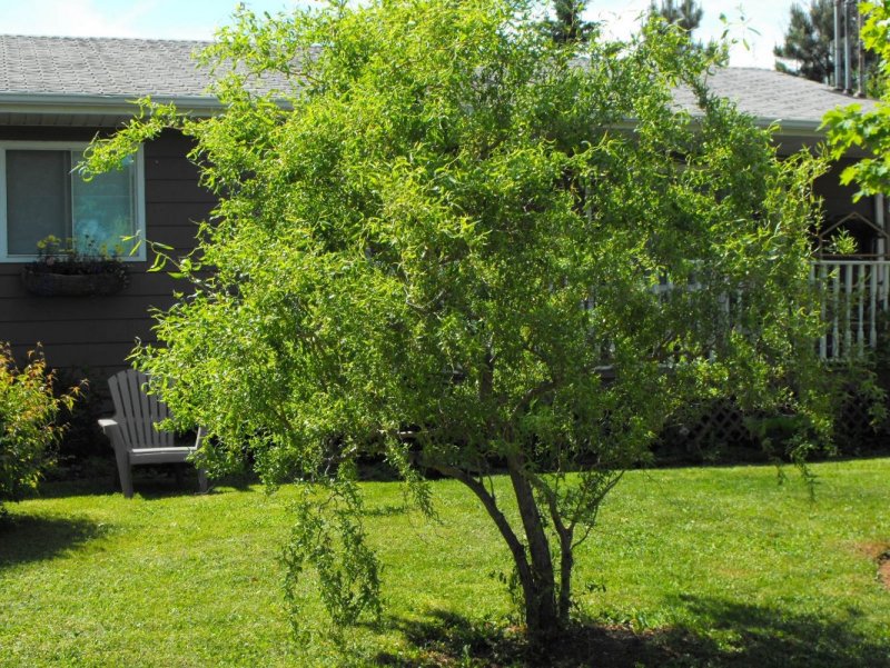 Ива Извилистая Матсудана (Salix matsudana)