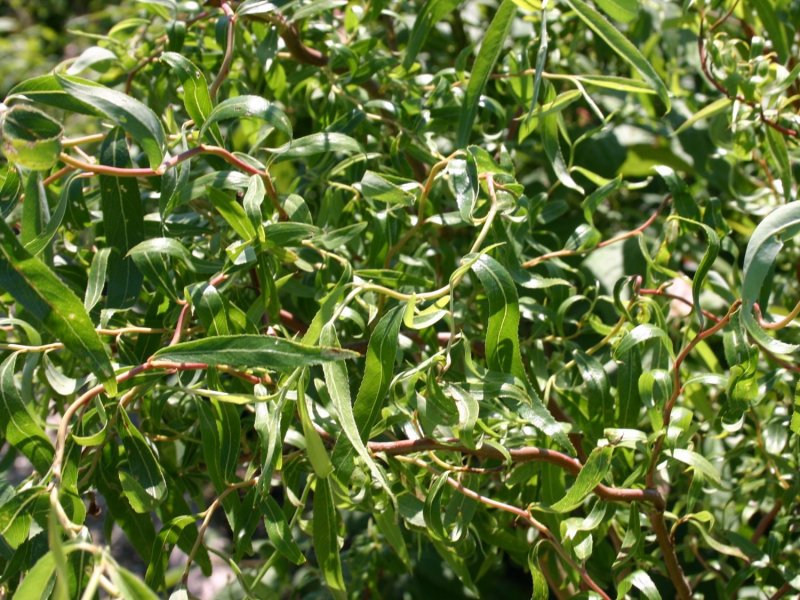 Ива гибридная Извилистая коралл (Salix x korall)