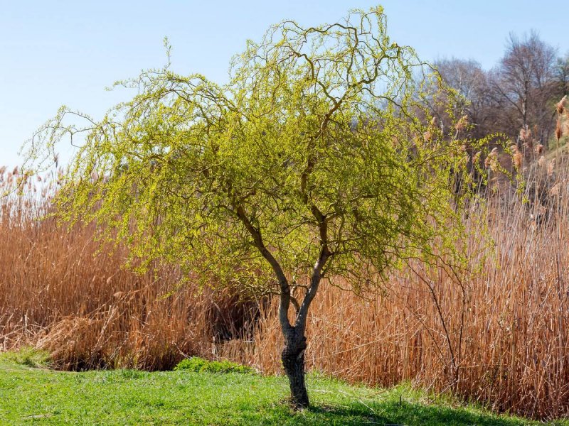 Salix matsudana