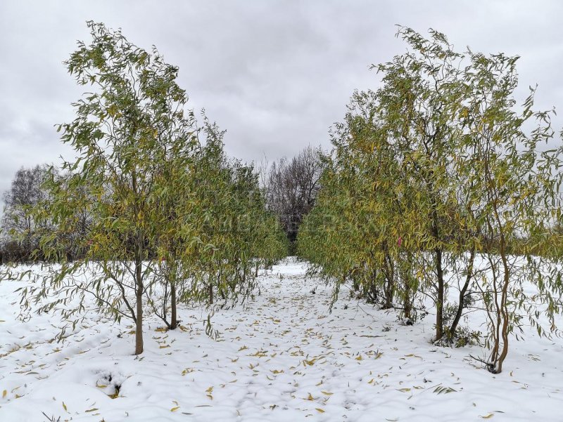 Ива "Свердловская Извилистая II" Salix "Sverdlovskaja Isvilistaja II"