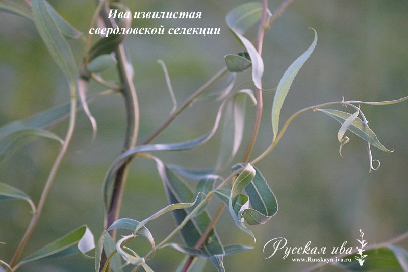 Ива гибридная Извилистая коралл (Salix x korall)