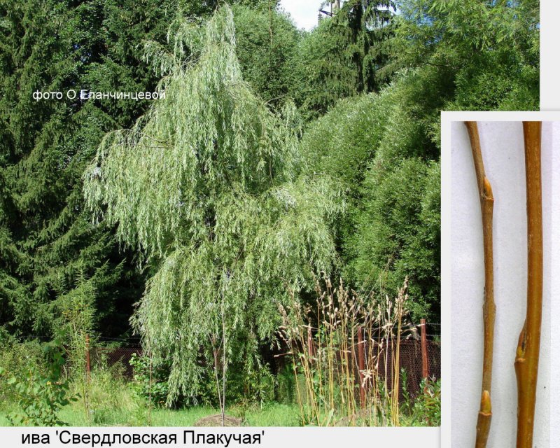 Ива гибрид Шабурова Свердловская плакучая
