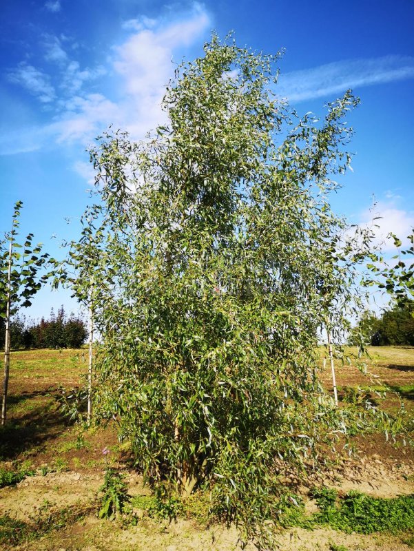 Ива "Свердловская Извилистая II" Salix "Sverdlovskaja Isvilistaja II"