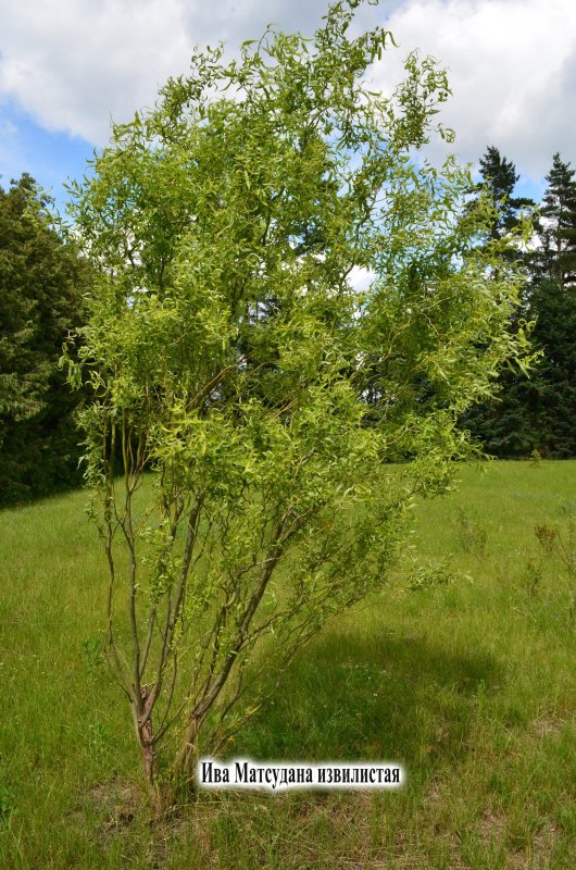 Ива Матсудана Salix matsudana