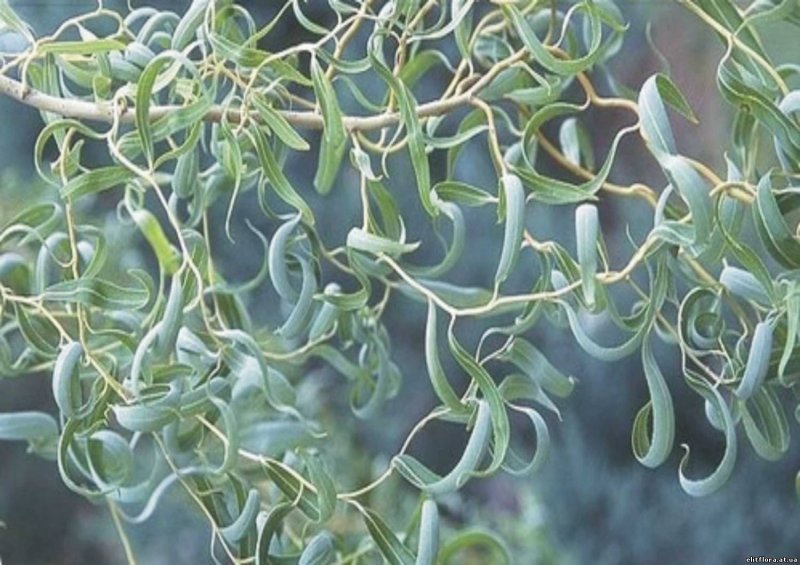 Ива Матсудана Erythroflexuosa