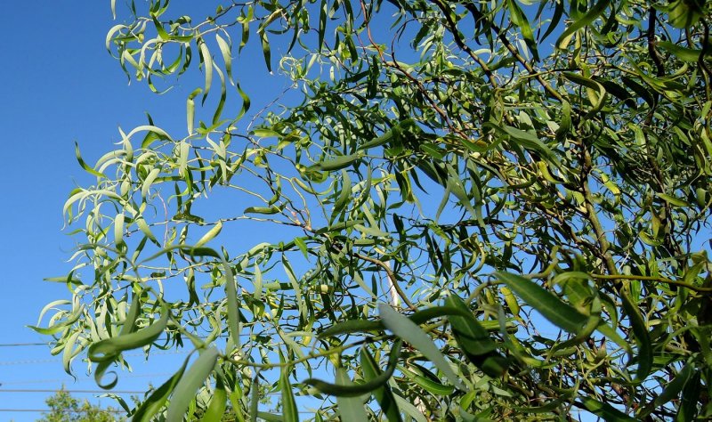 Salix matsudana