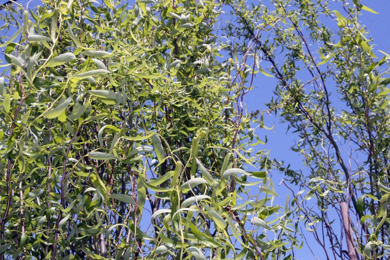 Salix matsudana tortuosa