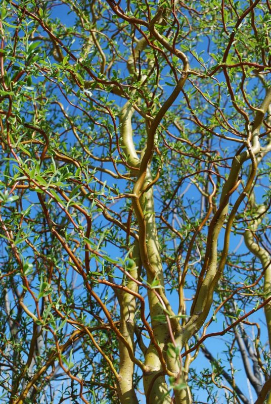 Ива Извилистая Матсудана (Salix matsudana)