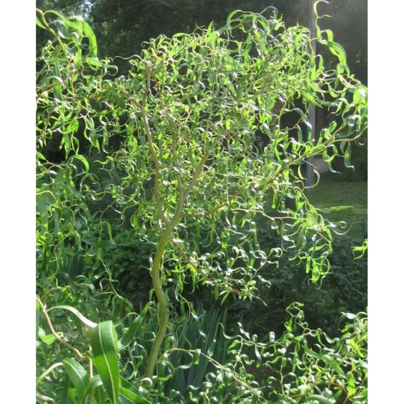 Ива Извилистая Матсудана (Salix matsudana)