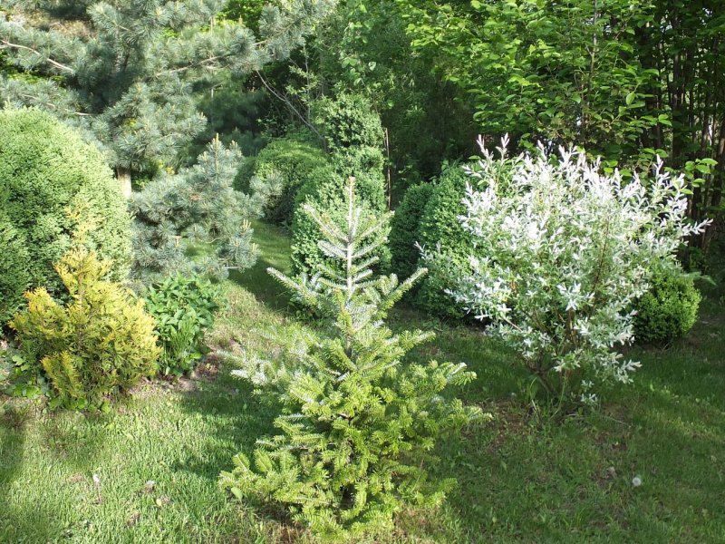 Ива Хакуро нишики и скумпия Кожевенная