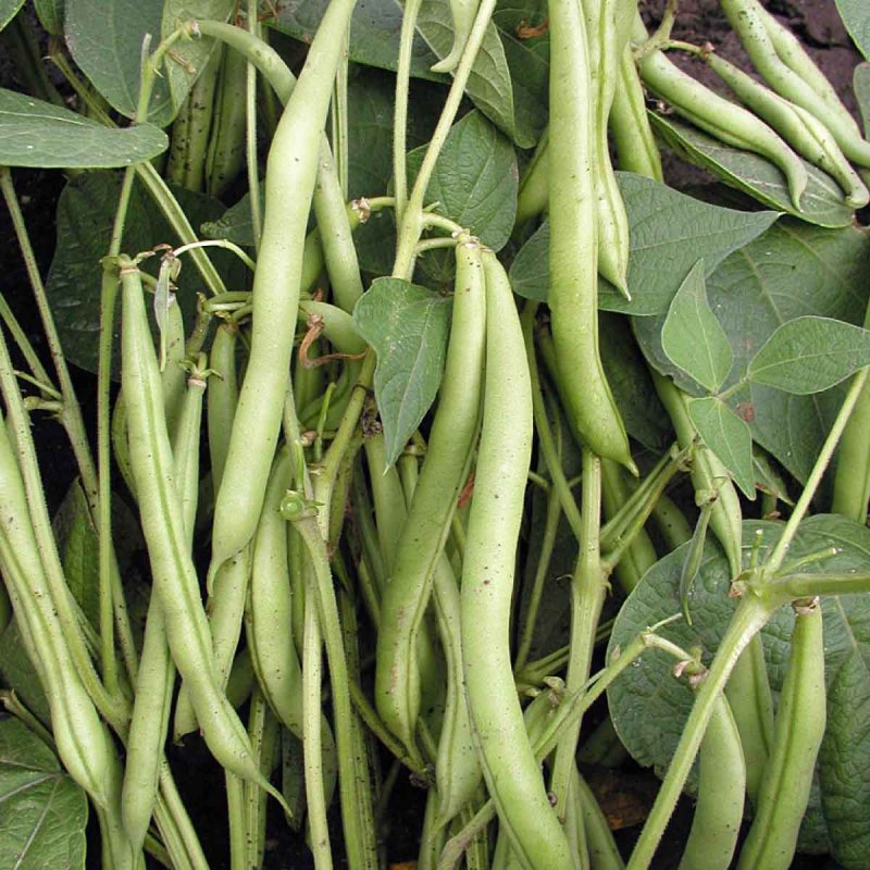 Фасоль спаржевая кустовая