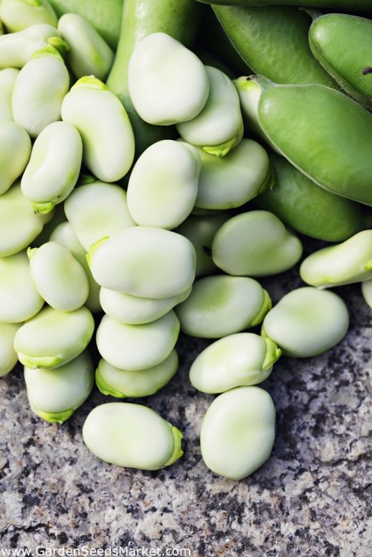 Бобы (Vicia Faba).