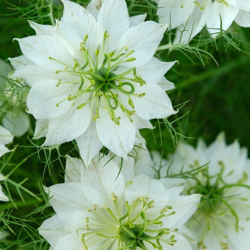 Цветковое растение Nigella Sativa