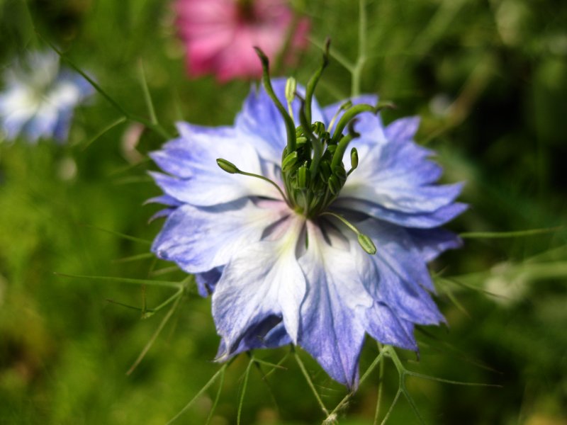Нигелла Milka