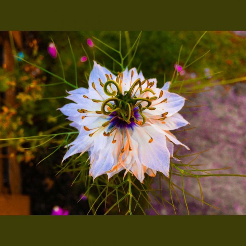Цветковое растение Nigella Sativa (Чернушка посевная)