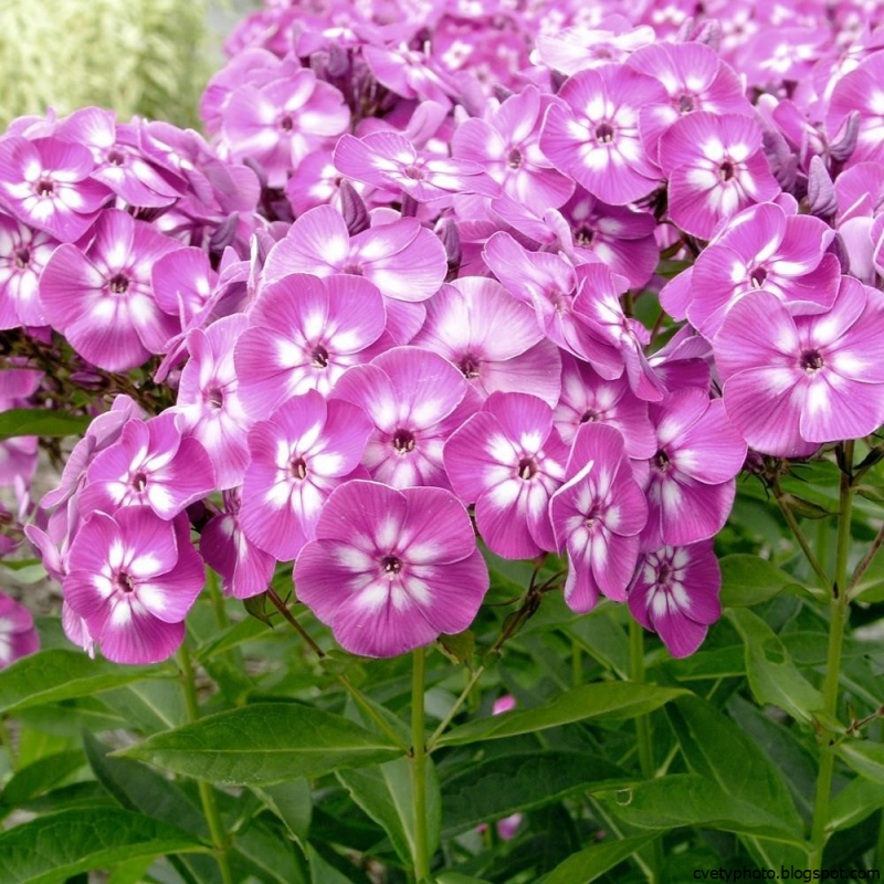 Флоксы цветы