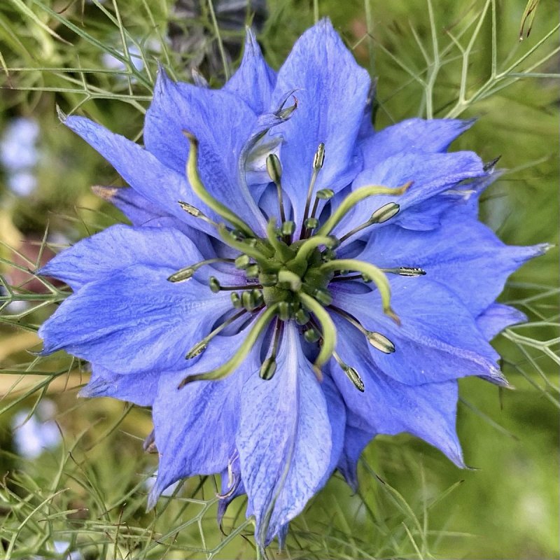 Mist Flower