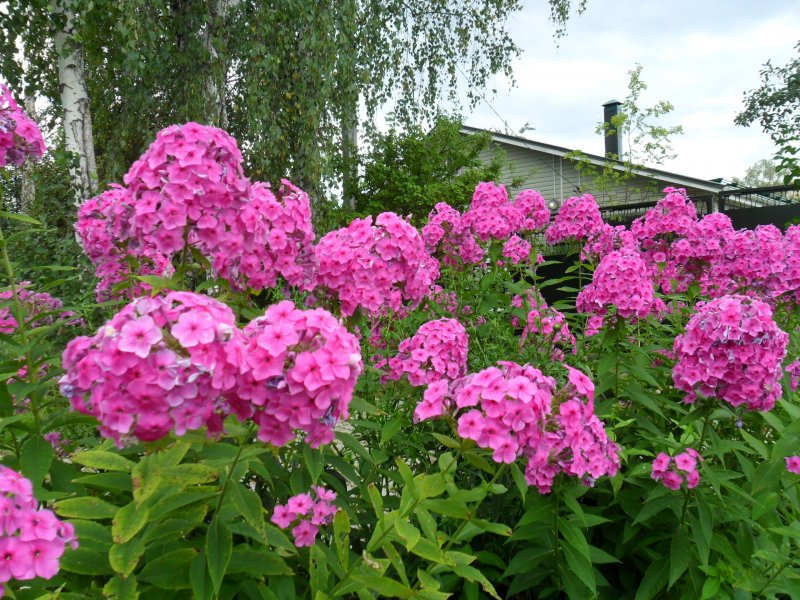 Флокс метельчатый ландшафтный