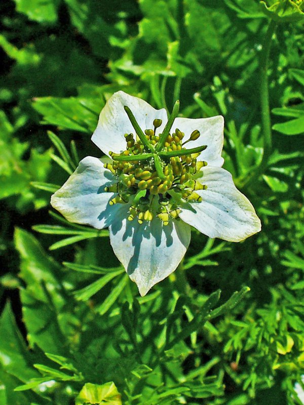 Bloom Blue 80x160