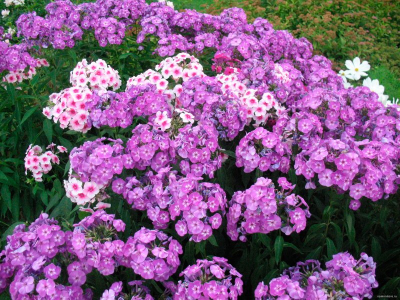 Флоксы мультифлора