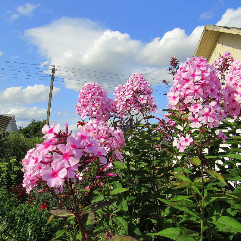 Флокс Солнечный свет