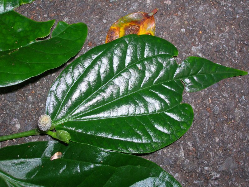 Piper sarmentosum Variegat