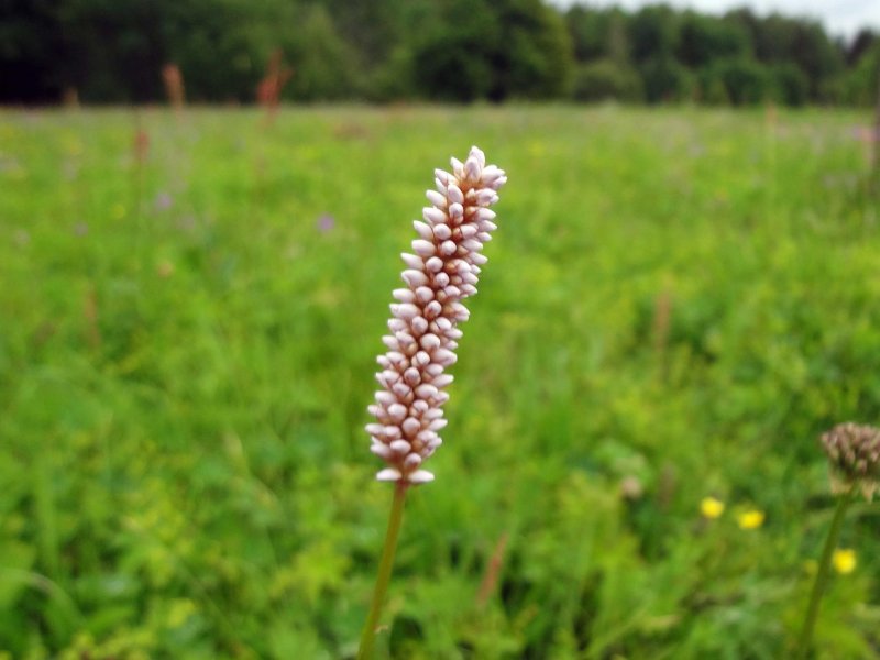 Горец змеиный (Polygonum bistorta l.)