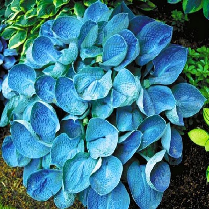 Хоста Hosta Abiqua Elephant Ears
