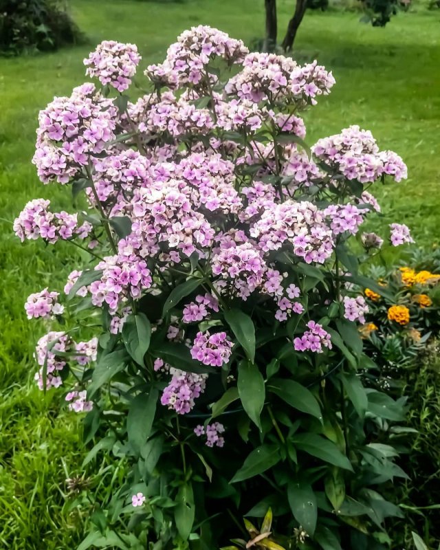 Флокс метельчатый многолетник